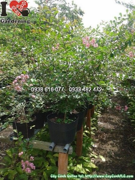 Cây tường vi hoa hồng cao 50cm phù hợp trồng leo hàng rào