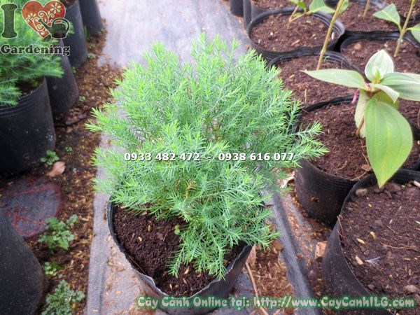 Cây tuyết nhung tùng cao 15cm tại vườn ILG
