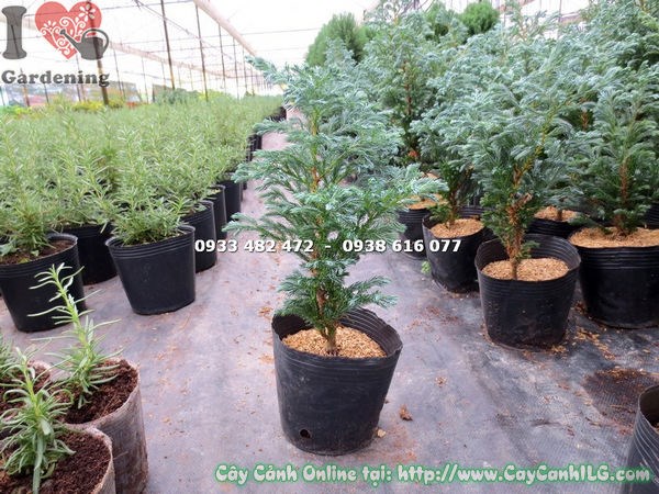 cây tuyết tùng cao 30cm Ms 13665 dáng tháp đẹp