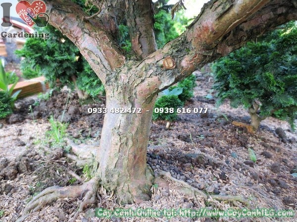 Tạo dáng bonsai cây Tuyết Tùng nghệ thuật