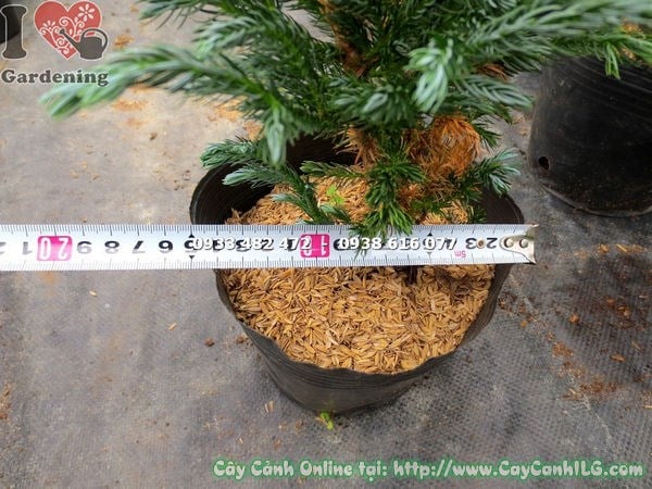 Cây tuyết tùng nhật cao 40cm – Ms 13674 tại vườn ILG