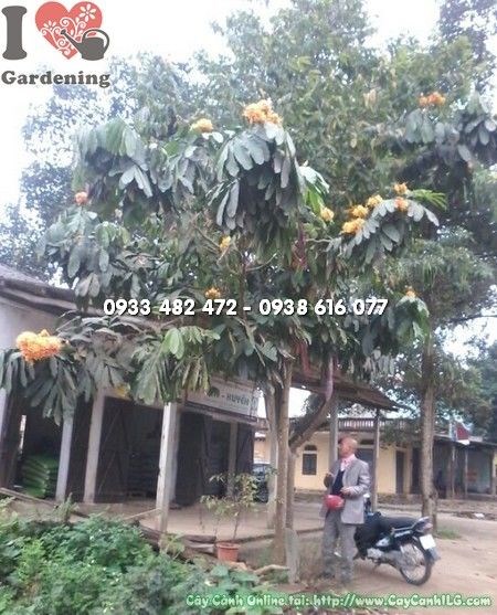 cây vàng anh cao 3m – cây cảnh công trình ILG