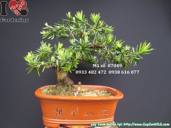 Cây vạn niên tùng bonsai chậu Trung Quốc cao 45cm hoành 24cm Ms 07049