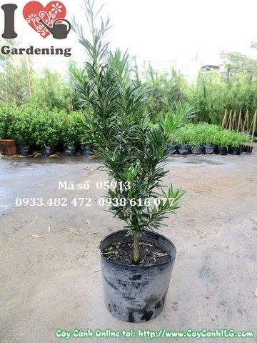 Tán lá xanh đậm của cây vạn niên tùng 0,6m tại vườn ILG