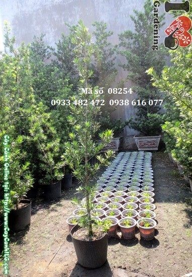 Cây vạn niên tùng cao 2m thân thẳng tán xanh đẹp