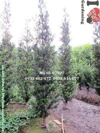 Vạn niên tùng cắt hình thông 4m toàn cảnh – cây cảnh công trình sỉ lẻ ILG TP.HCM