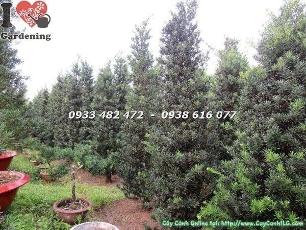 cây vạn niên tùng cắt hình thông tán đều đẹp ms 22582