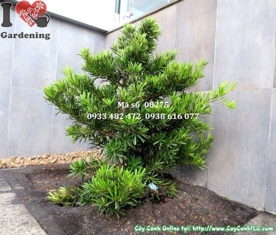 Cây Vạn Niên Tùng Cắt Tròn cao 1,2m – dáng cầu tròn đẹp trang trí cảnh quan