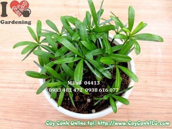 Cây vạn niên tùng con cao 10cm trồng chậu nhỏ trang trí bàn làm việc