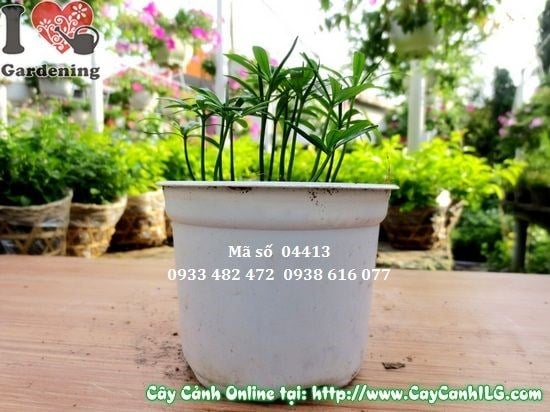 Đặc điểm cây vạn niên tùng con 10cm – lá xanh đậm, thân thẳng đẹp