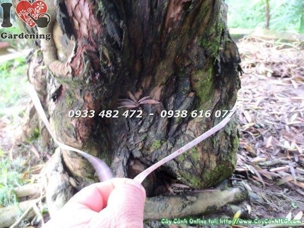 Cây Vạn Niên Tùng Cổ Thụ Số 2 – gốc rễ đồ sộ, thân rắn rỏi