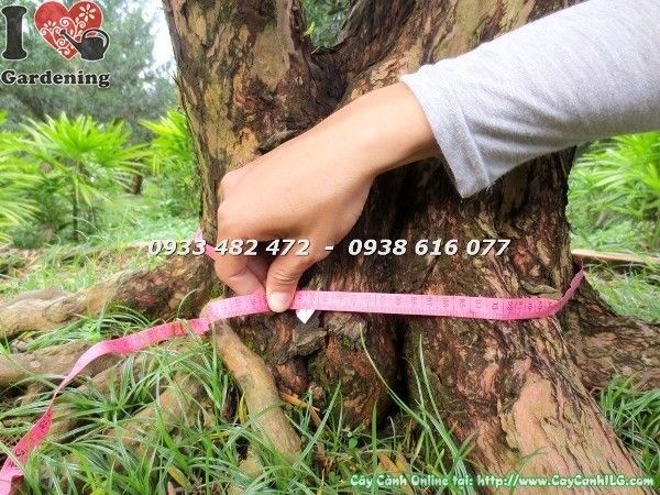 Cây Vạn Niên Tùng Cổ Thụ Số 3 Ms 22695 – góc nhìn toàn cảnh
