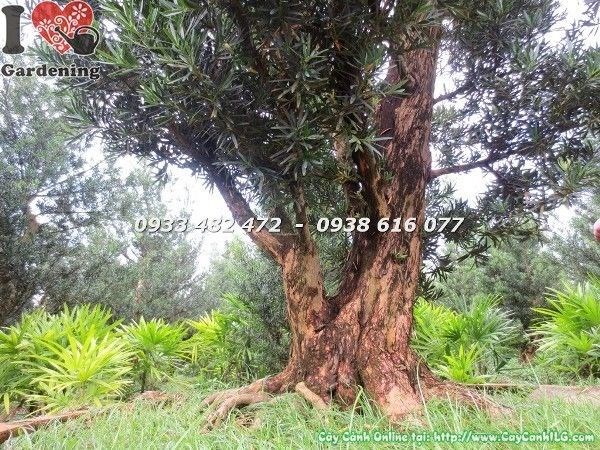 Cây Vạn Niên Tùng Cổ Thụ Số 3 Hoành 105cm – dáng tự nhiên phóng khoáng