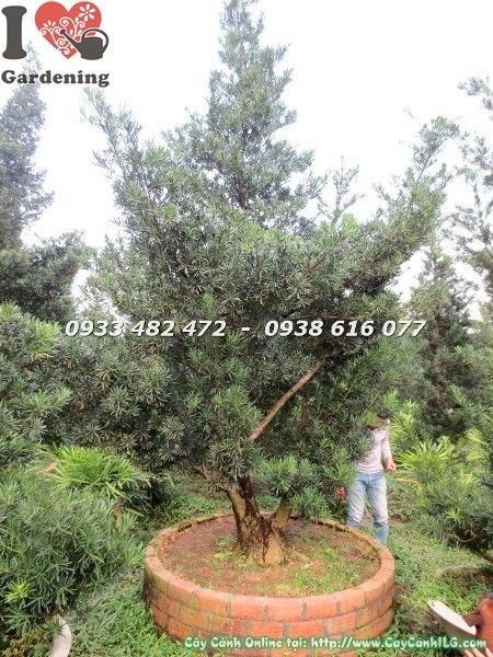 Cây Vạn Niên Tùng Cổ Thụ Số 7 Hoành 95cm Ms 22627 - ILG