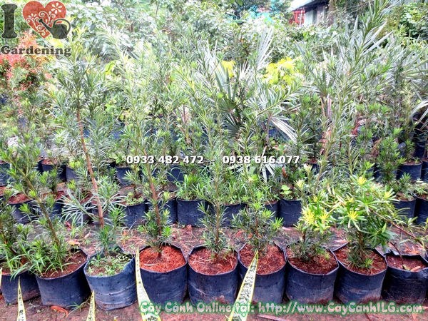 Cây vạn niên tùng giống cao 1m – thân thẳng khỏe, lá xanh đậm