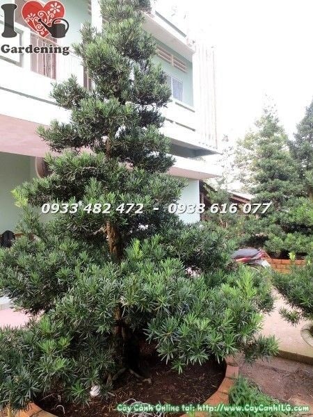 Cây Vạn Niên Tùng Kiểng Cổ Cổ Thụ hoành 75cm tán lá xanh tươi