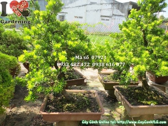 Vạn niên tùng kim cương bonsai dáng nghiêng 80cm hình dáng đẹp