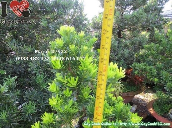 Chăm sóc cắt tỉa Cây Vạn Niên Tùng Kim Cương Bonsai Dáng Trực 1m
