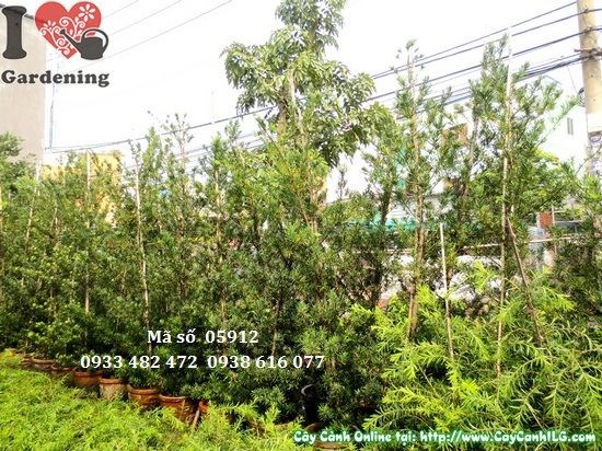 Cây vạn niên tùng tháp cao 3.5m trồng cảnh quan dự án