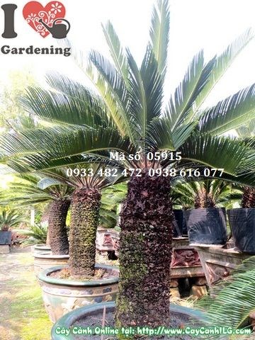 Cây vạn tuế 1,2m - cảnh quan sân vườn biệt thự