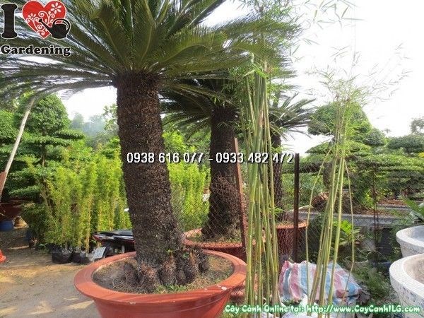 Cây vạn tuế lớn cao 1,6m - cảnh quan công trình cao cấp