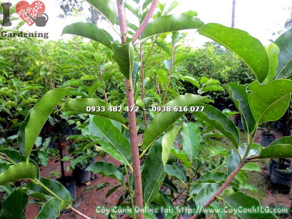 cây viết cao 1,4m chăm sóc