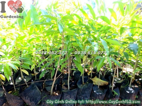 Cây Viết cao 50cm Ms 18336 - cây giống khỏe mạnh tại ILG