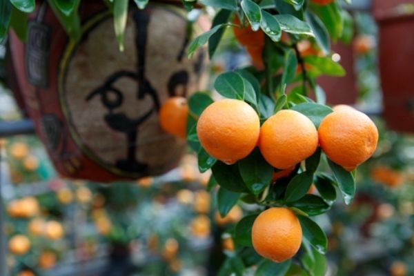 Cây vối trưởng thành lá xanh bóng đẹp