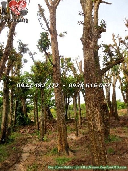 Tán lá cây vú sữa lớn xanh mướt, mặt dưới lá vàng óng đặc trưng