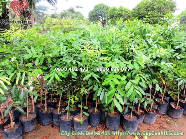 Cây xà cừ giống cao 1m4 – cây giống chất lượng tại ILG