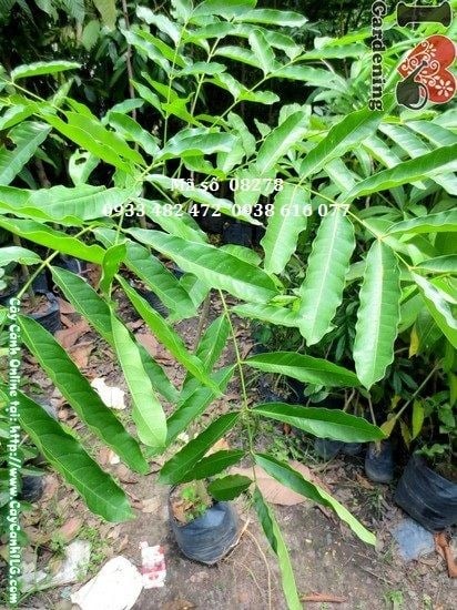 Cây xà cừ giống cao 1m chất lượng cao tại ILG