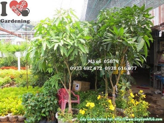 Quả xoài cát Hòa Lộc chín vàng thơm ngọt