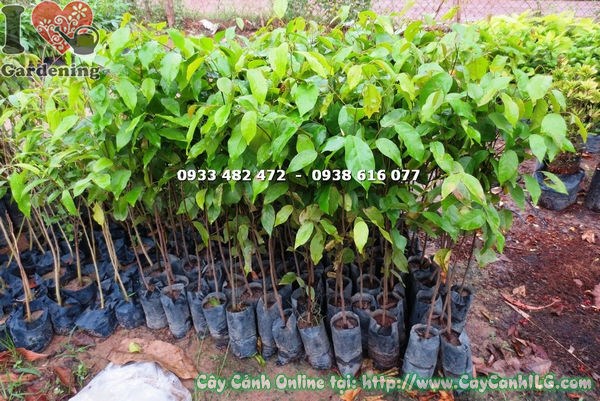 Cây xoài giống cao 1m Ms 18540 – lá non xanh mướt