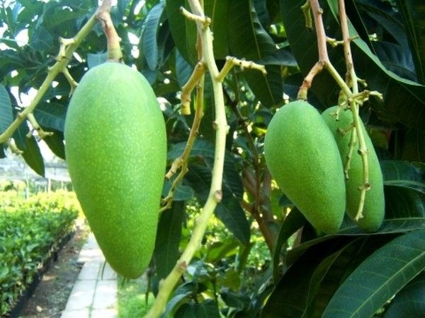 Cây xoài giống cao 1m tại vườn ILG