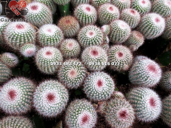 Xương rồng bánh sinh nhật cao 12cm đặt trên bàn trang trí nội thất