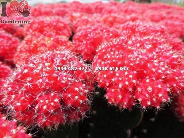 Hình ảnh cây xương rồng hồng ngọc đỏ từ góc độ khác tại ILG