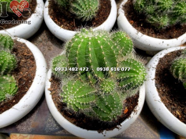Cây xương rồng khế bụi trung - hình ảnh thực tế tại vườn ILG