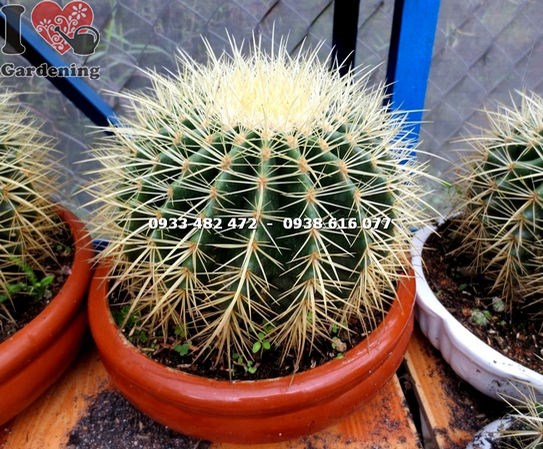 Cây xương rồng kim hổ lớn thân cầu xanh sẫm gai vàng kim