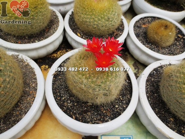 Cây xương rồng lông thiên nga trung – toàn thân