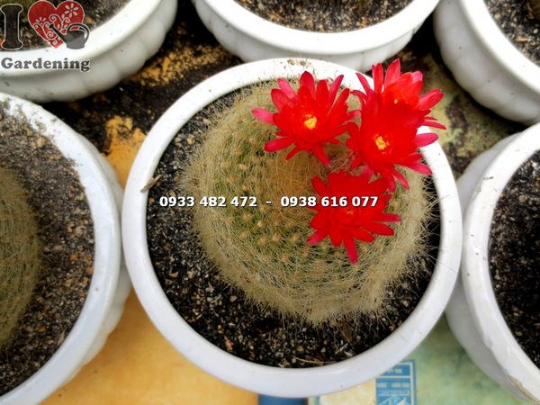 Cây xương rồng lông thiên nga trung – chi tiết lông