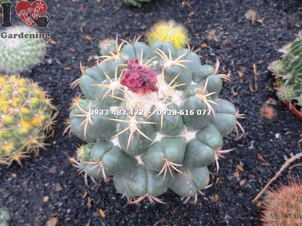 xương rồng nha tượng lớn cận cảnh gai