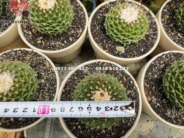 Xương rồng sen xếp trung – trưng bày trong chậu trang trí nội thất