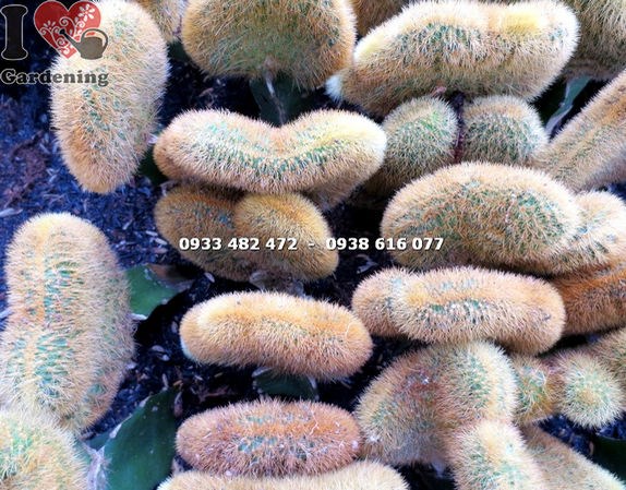 Cây xương rồng tai tượng – dáng cây đặc trưng tại vườn ILG