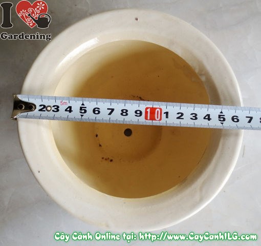 Chậu men trắng tròn thấp mẫu 1 – chất liệu men sứ cao cấp, không độc hại