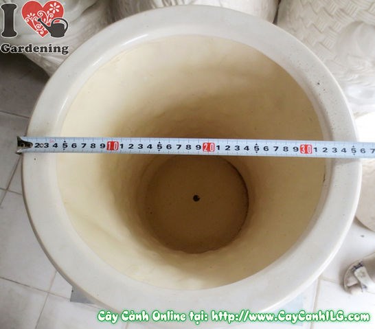 Chậu trúc men trắng tròn thắt đáy mẫu 2 – toàn cảnh