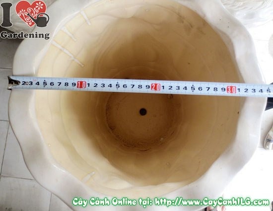 Chậu trúc men trắng tròn túm đáy mẫu 3 nhìn tổng thể