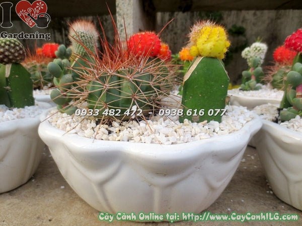 Chậu xương rồng nhiều loại chậu bầu dục - trưng bày trang trí không gian