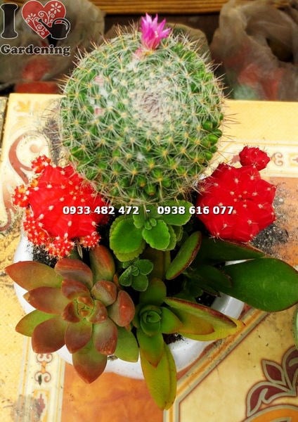 Chậu xương rồng tròn nhỏ đẹp trưng bày tại ILG