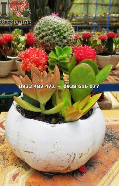 Chậu xương rồng tròn nhỏ đẹp tại vườn ILG TP.HCM