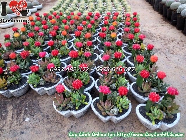 Chậu xương rồng Valentine trang trí bàn làm việc quán cafe Ms 19949